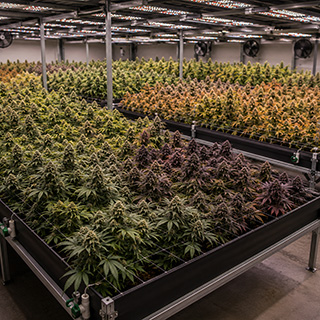 Multiple cannabis strains