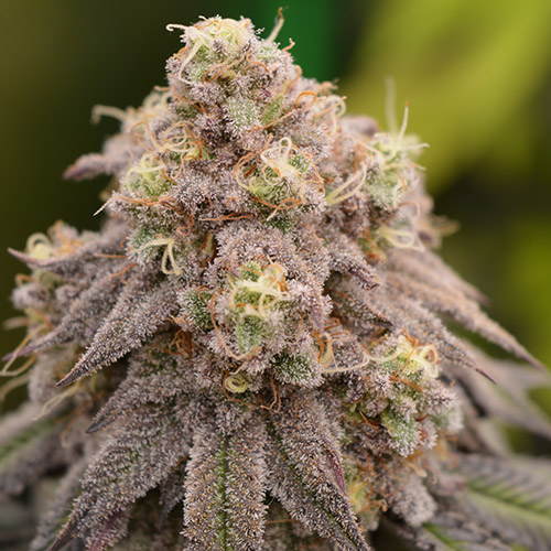 Banana Purple Punch