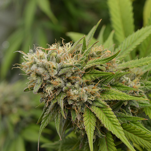 Cherry Cola